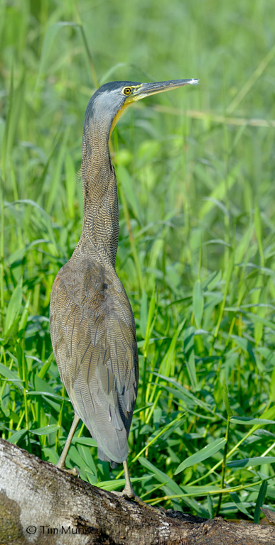 Tiger Heron